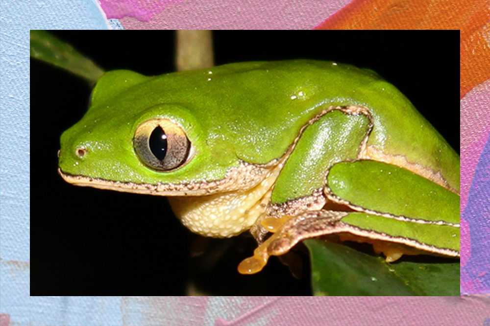 Foto da perereca Phrynomedusa appendiculata. Ela é verde, tem olhos grandes amarelados e está em cima de um galho de árvore