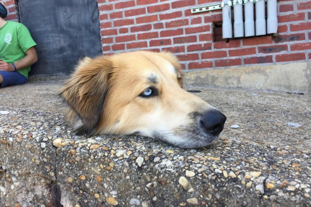 Foto de um cachorro descansando no meio-fio. Parece que ele só tem cabeça