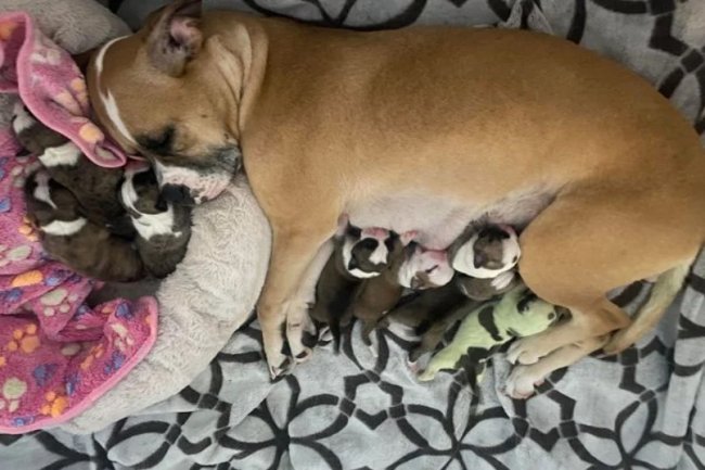 Foto de uma bulldog dando de mamar para seus filhotes. São oito no total