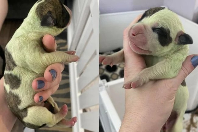 Fotos de um filhote de bulldog que nasceu com a coloração dos pelos verde. Ele está sendo segurado por uma mão