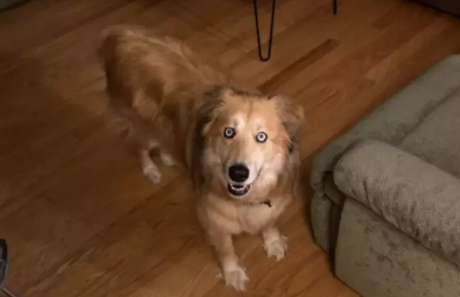 Onde está o corpo do cachorro? Novo caso de ilusão de ótica intriga a web Foto de um cachorro muito fofo, peludo, caramelo e com olhos azuis
