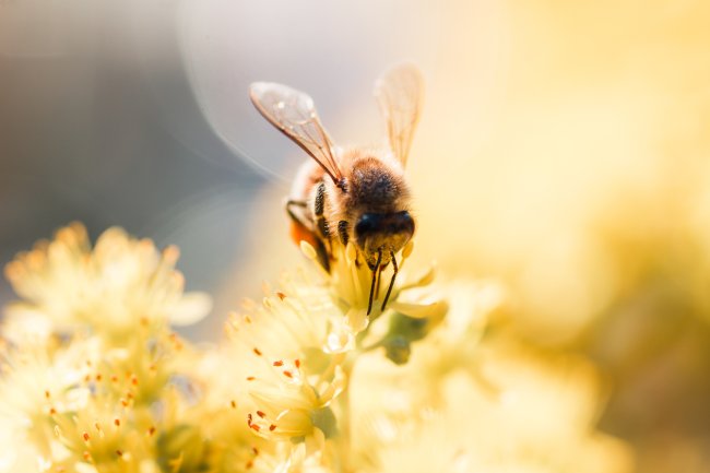 As abelhas são as polinizadoras mais importantes do mundo