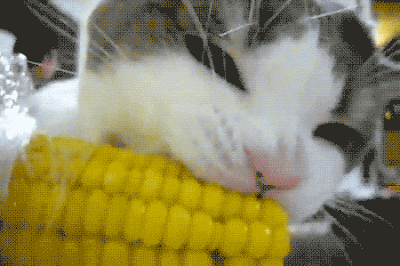 Gatinho comendo uma espiga de milho