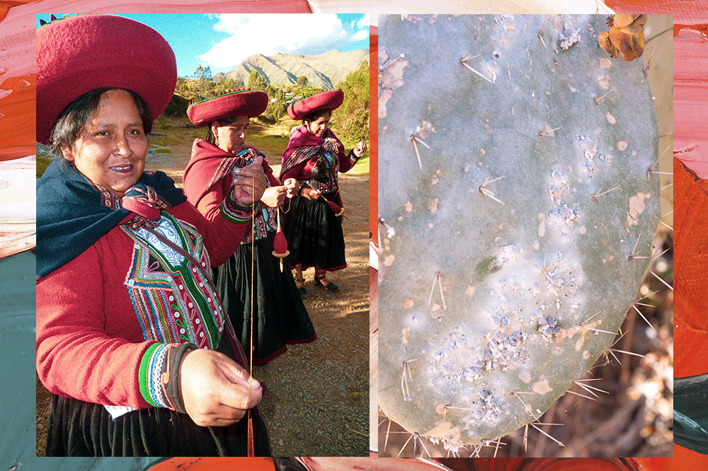 Artesãs de Chinchero, no Peru, e cacto com cochonilhas