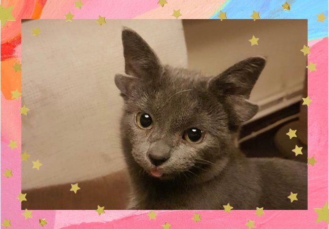capricho gatinha de quatro orelhas midas Foto de uma gatinha com pelos cinzas escuros e quatro orelhas, em um fundo texturizado em tons de rosa e azul, com moldura de estrelas douradas