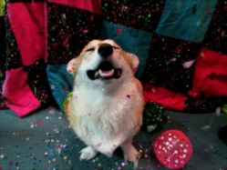 cachorrinho sorrindo e entusiasmado ao receber chuva de confetes coloridos