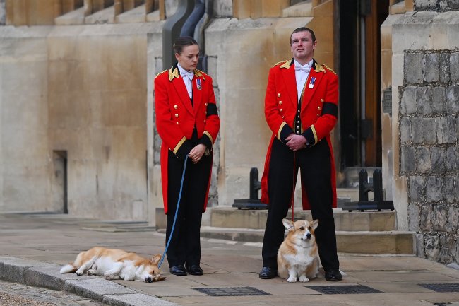 Membros da guarda real cuidam dos corgis da Rainha Elizabeth II, que foram dar o último adeus à antiga dona