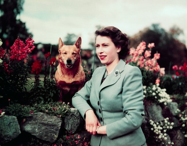 Rainha Elizabeth II ainda jovem, ao lado de seu cão corgi caramelo e rodeada de flores