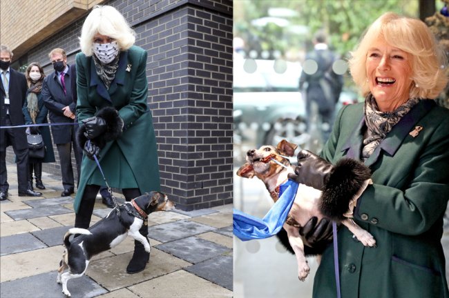 Novos cachorros de Buckingham são adotados; conheça Beth e Bluebell! Fotos da rainha consorte do Reino Unido, Camilla, tentando domar Beth, sua cachorrinha sapeca