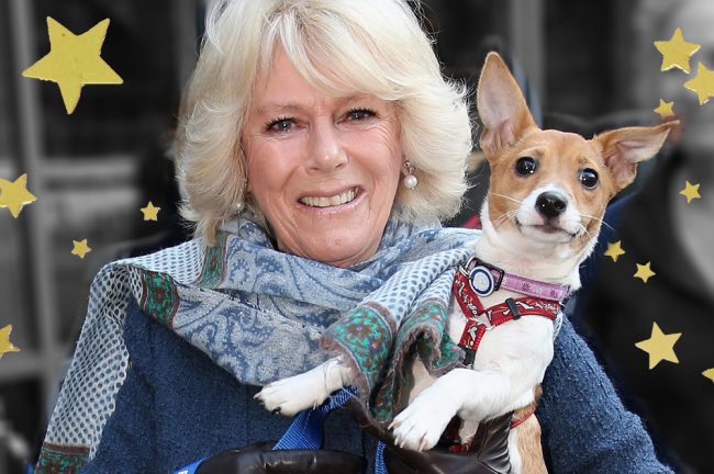 Novos cachorros de Buckingham são adotados; conheça Beth e Bluebell! Foto da rainha consorte do Reino Unido, Camilla, posando com sua cadelinha Bluebell