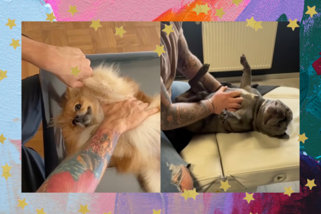 montagem de fotos de prints de vídeos de dogs fazendo quiropraxia