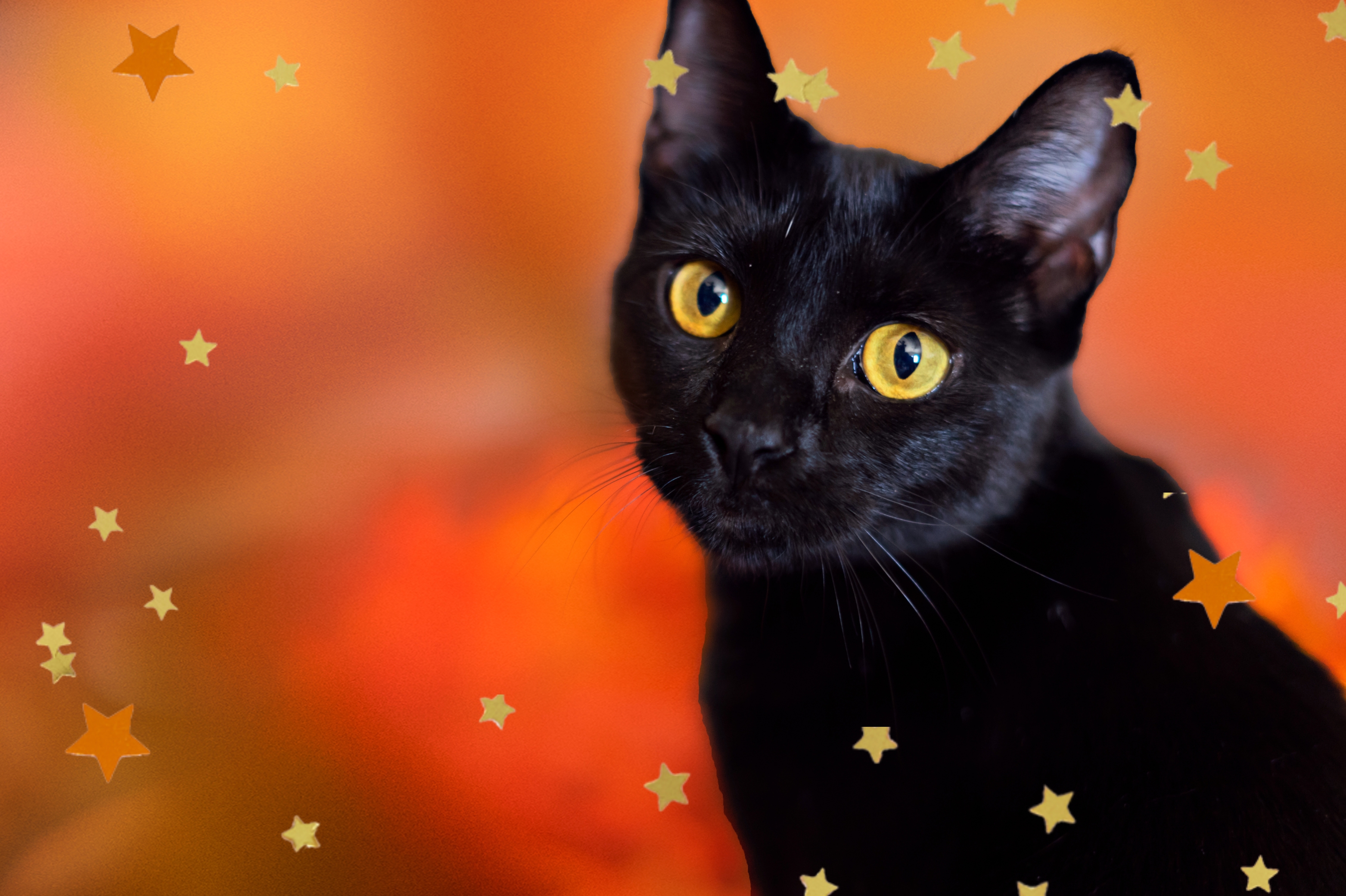 fotografia em modo retrato de um gatinho preto com os olhos amarelados e fundo laranja