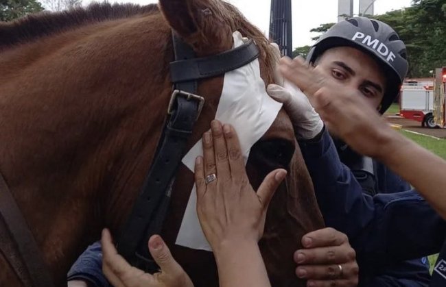 cavalo agredido por bolsonaristas em invasão no DF