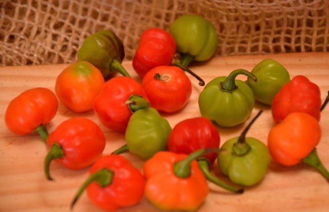 Pimenta bode Pimenta bode