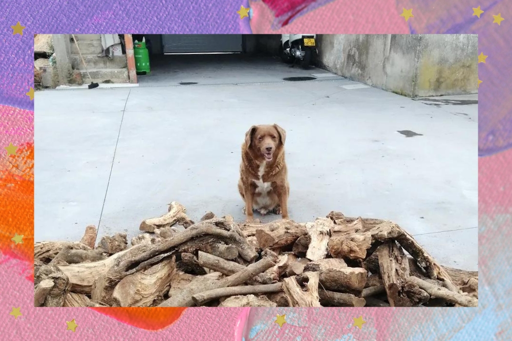bobi é o cachorro mais velho do mundo