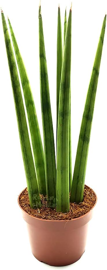 Na foto aparece uma planta que tem cinco folhas em formato de espada dentro de um vaso marrom