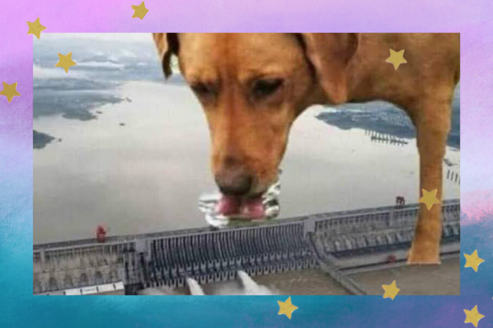 Cachorro lambe hidrelétrica