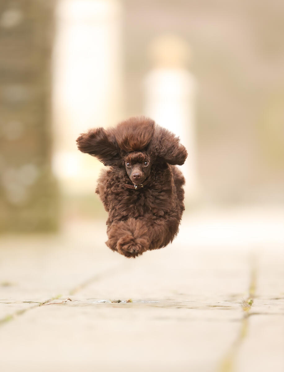 Imagem de um cachorro marrom poodle pulando.