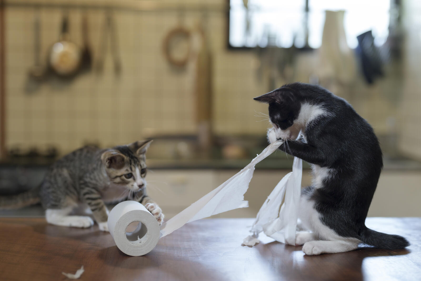 The Comedy Pet Photography Awards 2024 Atsuyuki Ohshima gato Kameoka Japan Title: Hard worker Description: They give their all in every situation. Animal: Cat Location of shot: Home