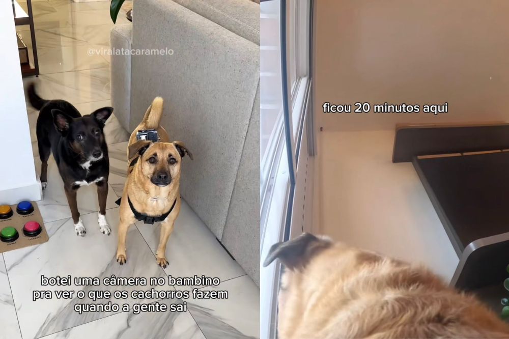 Dois prints de um vídeo do TikTok de dois cachorros, um caramelo e um preto.