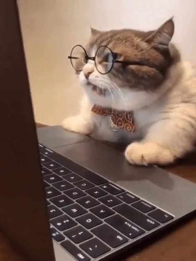 cropped-giphy-gato-computador-pesquisa-poster.jpeg