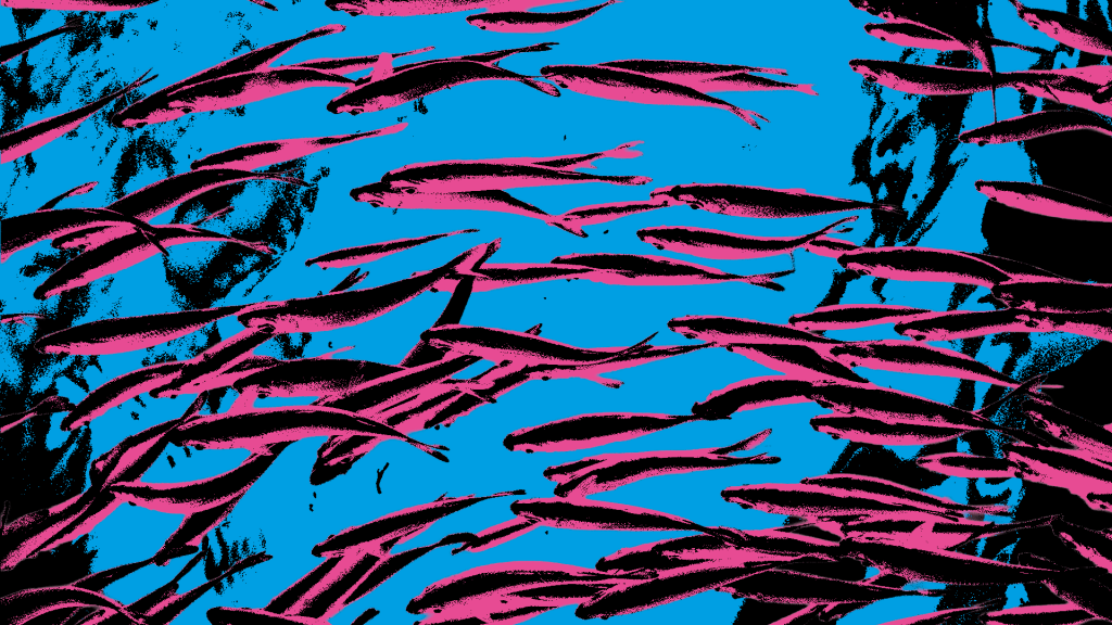 Cardume de peixes pequenos, com corpos em tons de rosa vibrante e contornos pretos, nadando em um oceano azul-claro com áreas escuras que simulam rochas ou sombras