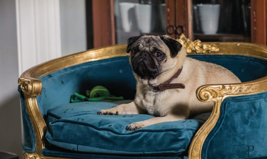 Um pug de pelagem bege e focinho escuro, usando coleira marrom, deitado em uma cama de cachorro luxuosa, com estrutura dourada e estofamento azul-turquesa. Um brinquedo verde está ao lado do cão, que olha para a esquerda com expressão atenta. O fundo é desfocado, com tons claros e escuros de um ambiente interno